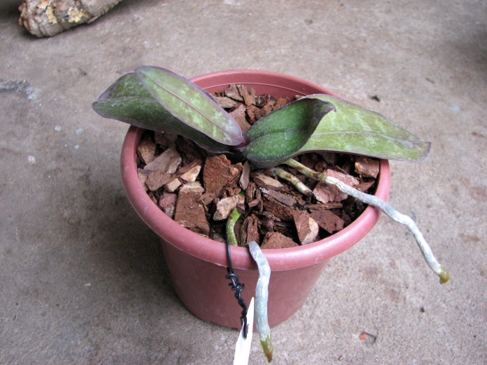 Phalaenopsis stuartiana yellow x sib.JPG