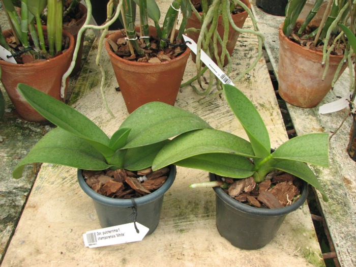 Doritis pulcherrima f. champorensis 'White'.JPG