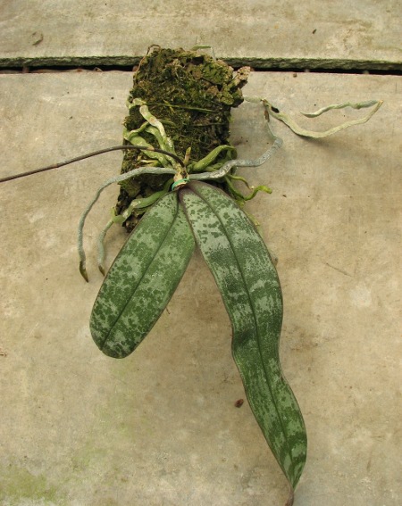 Phalaenopsis schilleriana.JPG