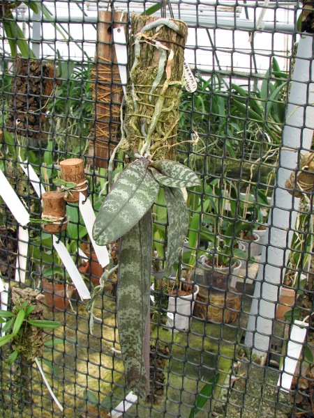 Phalaenopsis schilleriana.JPG