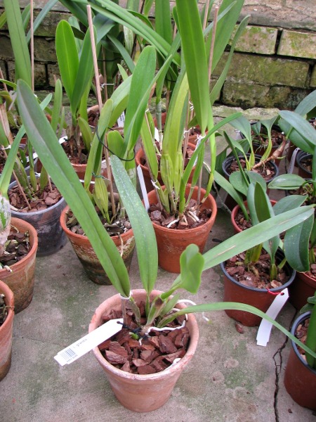 Laelia grandis.JPG