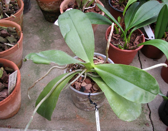 Phalaenopsis amboinensis red spot type.JPG