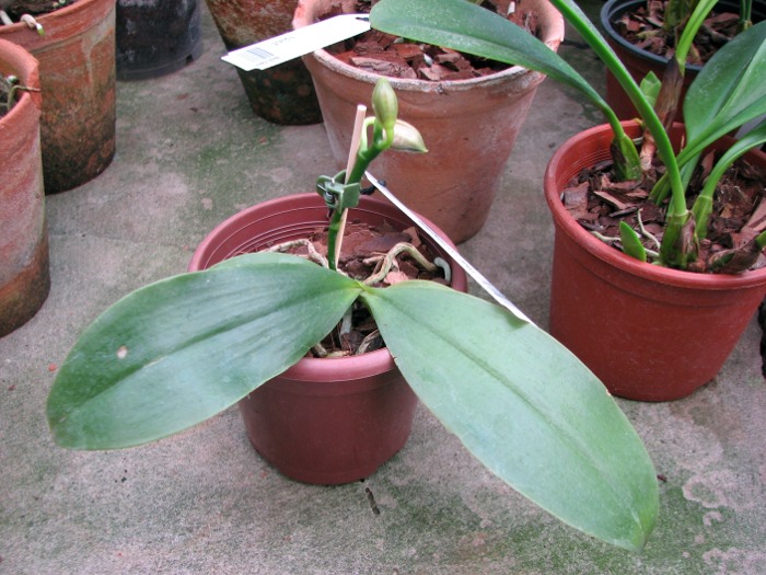 Phalaenopsis corningiana.JPG