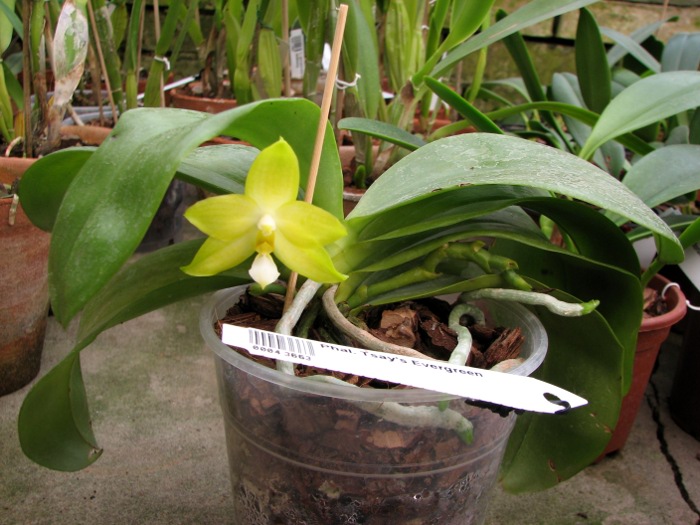 Phalaenopsis Tsay's Evergreen.JPG