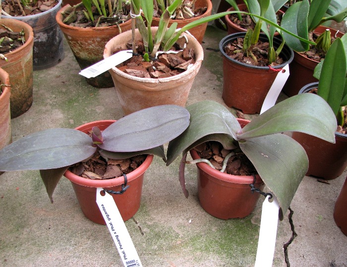 Phalaenopsis Penang x Phalaenopsis gigantea.JPG