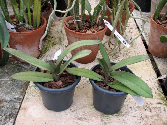 Doritis pulcherrima f. champorensis 'Pink'.JPG