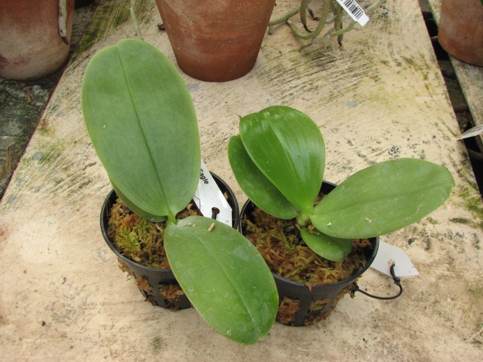 Phalaenopsis KS Happy Eagle.JPG
