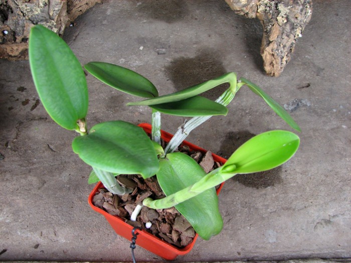 Cattleya Walkerinter coerulea (C. walkeriana var. coerulea 'Edward' x C. intermedia var. coerulea).JPG