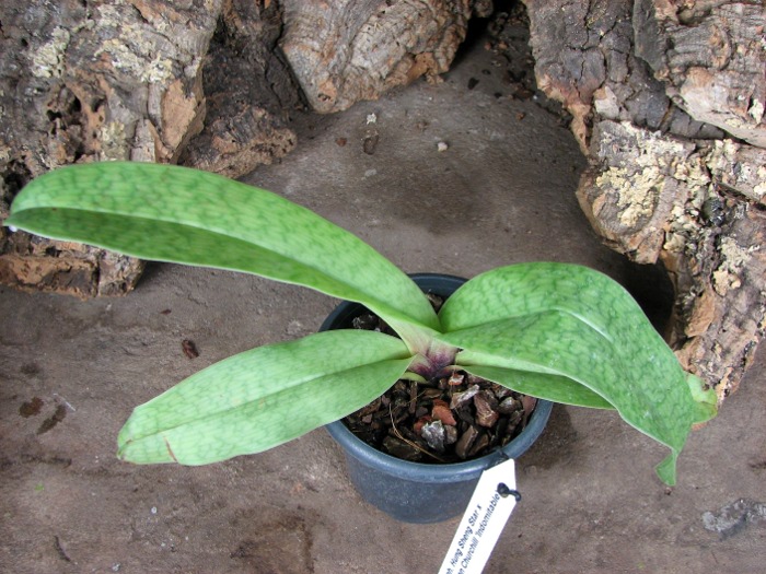 Paphiopedilum Hung Sheng Star x Winston Churchill 'Indomitable'.JPG