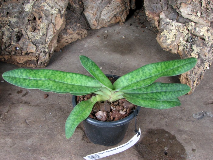 Paphiopedilum delenatii x hangianum.JPG
