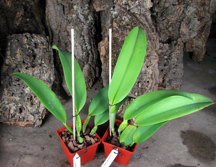 Laeliocattleya Dinard 'Blue Heaven'.JPG