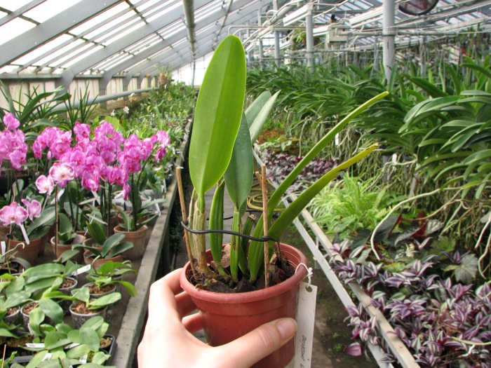 Cattleya mossiae.JPG