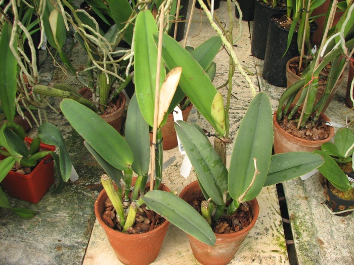 Cattleya maxima.JPG