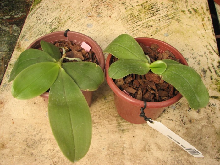 Phalaenopsis bellina 'blue'.JPG