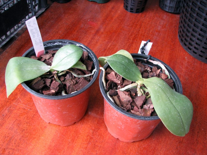 Phalaenopsis bellina (wild) x Phalaenopsis bellina (wild).JPG