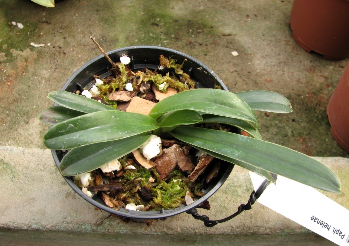 Paphiopedilum helenae.JPG