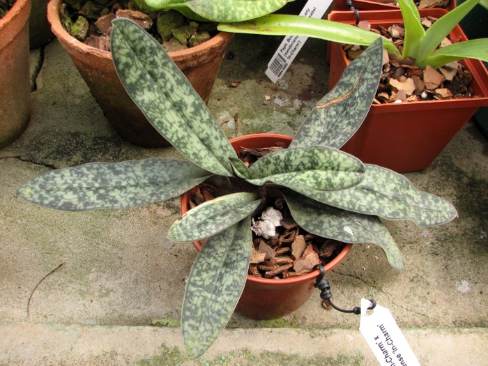 Paphiopedilum delenatii 'In-Charm' x Paphiopedilum vietnamense 'In-Charm'.JPG