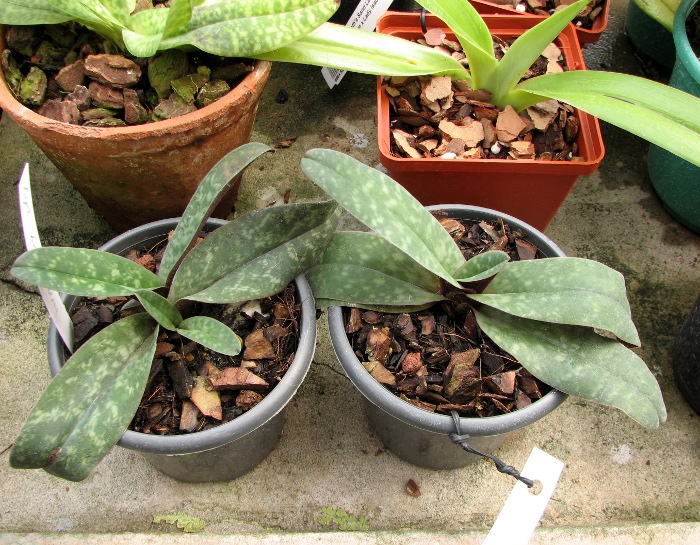 Paphiopedilum bellatulum.JPG