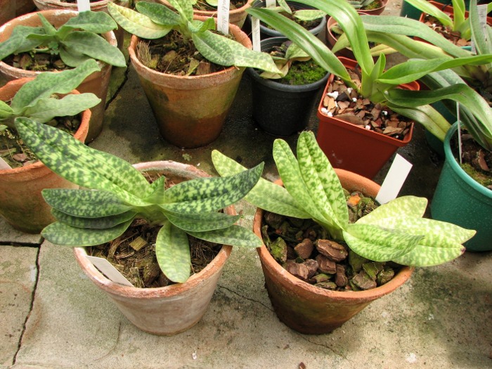 Paphiopedilum delenatii alba.JPG
