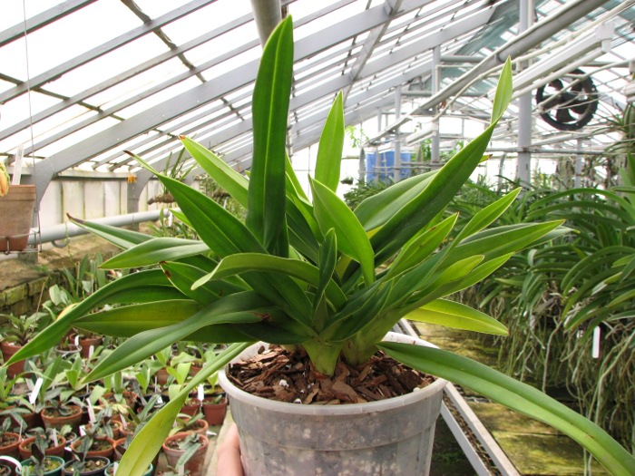 Phragmipedium Eumelia Arias (kovachii x schlimii).JPG