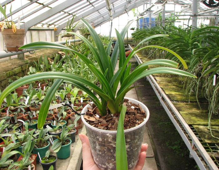 Phragmipedium wallisii x pearcei.JPG
