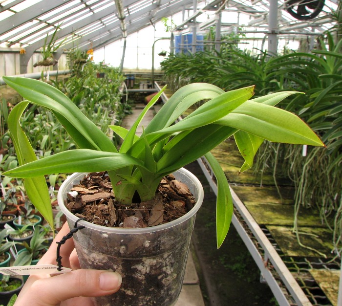 Phragmipedium Jason Fischer x besseae.JPG
