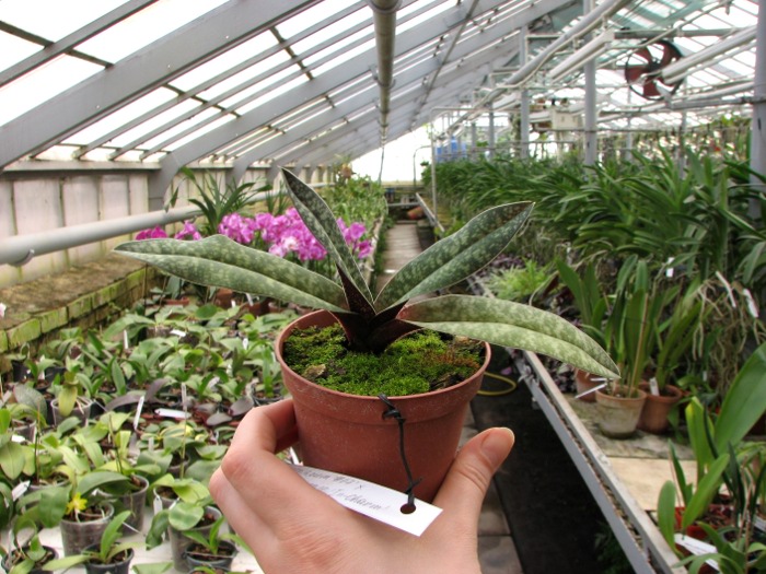 Paphiopedilum armeniacum '#17' x Paphiopedilum vietnamense 'In-Charm'.JPG