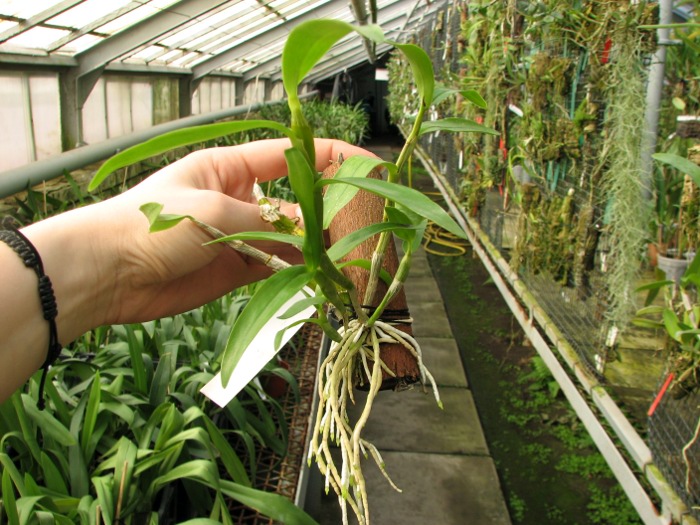 Dendrobium Gold Papillon 'Liberty Bell'.JPG