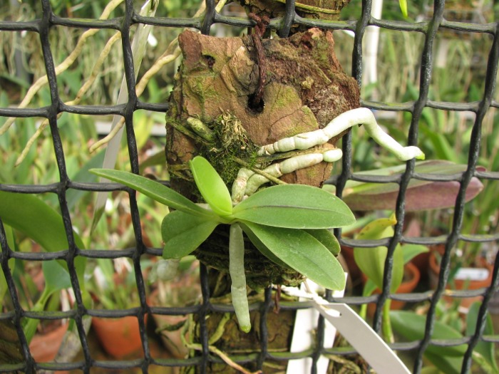 Phalaenopsis cornu cervi var. thalebanii.JPG