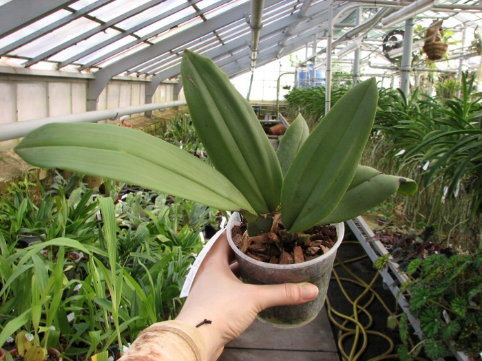 Oncidium papilio.JPG