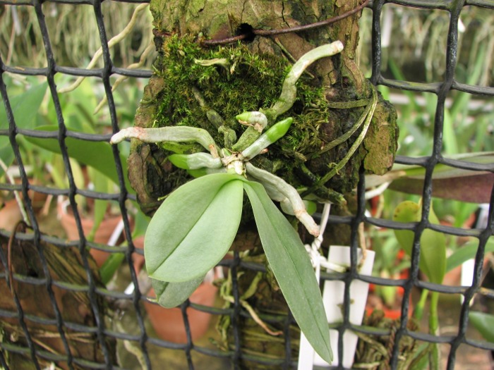Phalaenopsis parishii.JPG