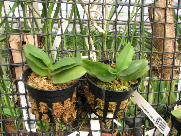 Gastrochilus japonicus.JPG