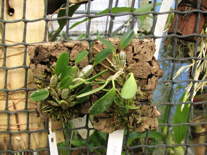 Dendrobium jenkinsii.JPG