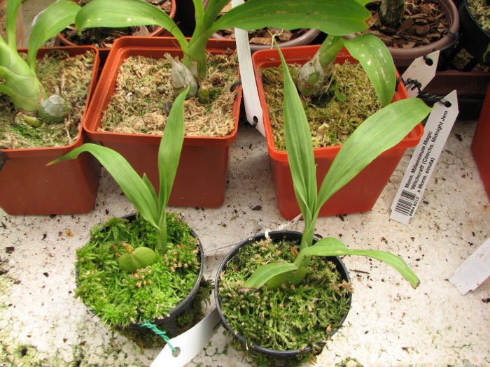Lycaste dyeriana.JPG