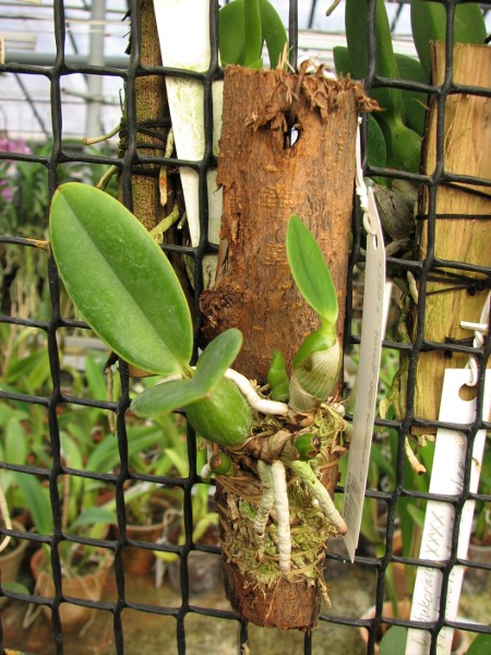 Cattleya nobilior tipo 'Suzuki' x SELF.JPG