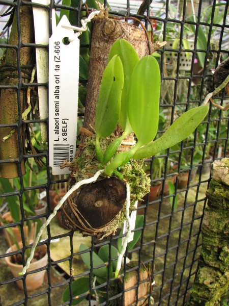 Laelia alaori semi alba orlata (Z-606 x SELF).JPG