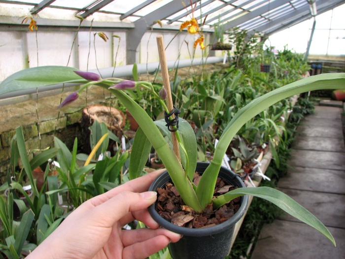 Odontonia Papageno 'Mi Amour'.JPG