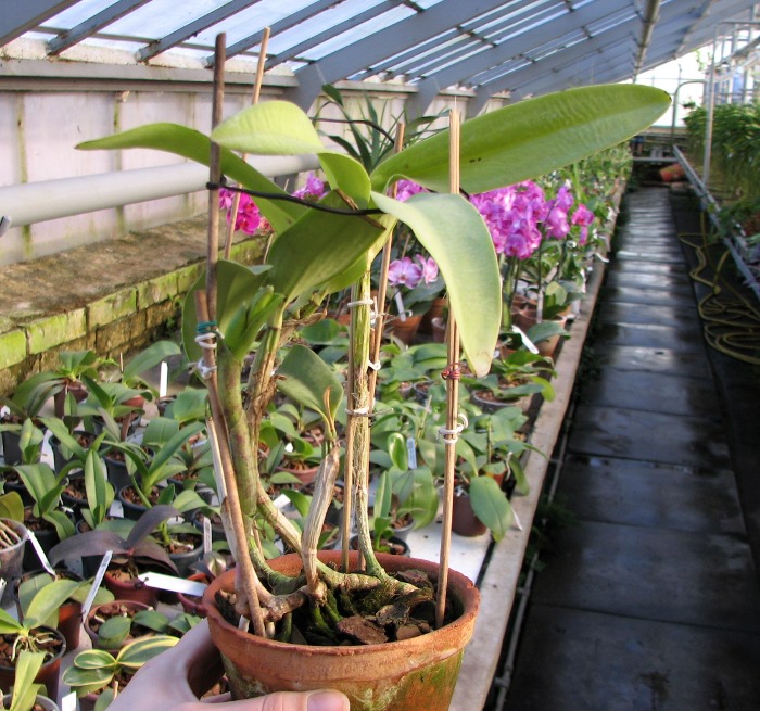 Cattleya Green Emerald 'Stack'.JPG
