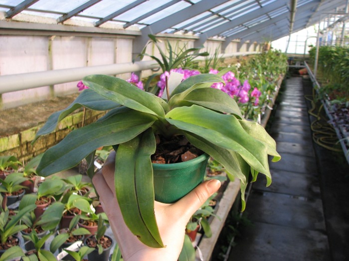 Paphiopedilum Hung Sheng Knight (moquetteanum x hangianum).JPG