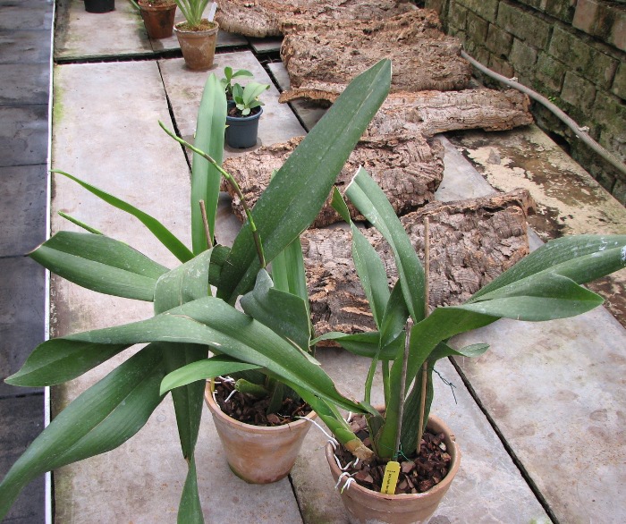 Aliceara Pacific Nova 'Butter Buds'.JPG