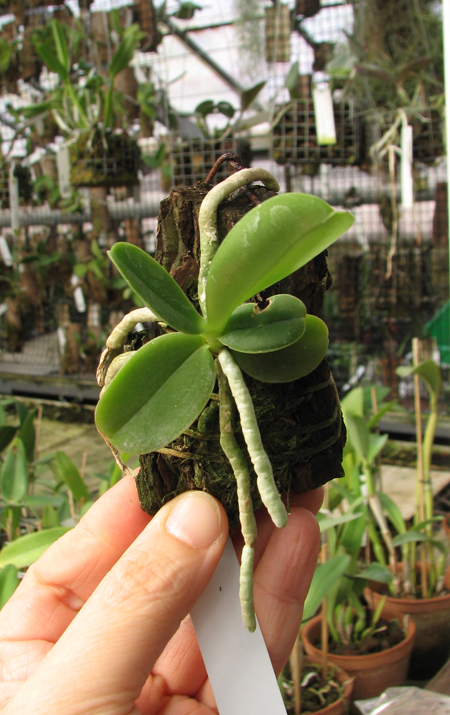 Phalaenopsis cornu cervi var thalebanii.jpg