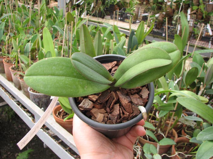 Doritaenopsis Lius Sakura.jpg