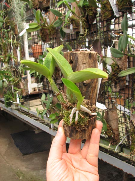Cattleya nobilior tipo 'Suzuki' x SELF.jpg