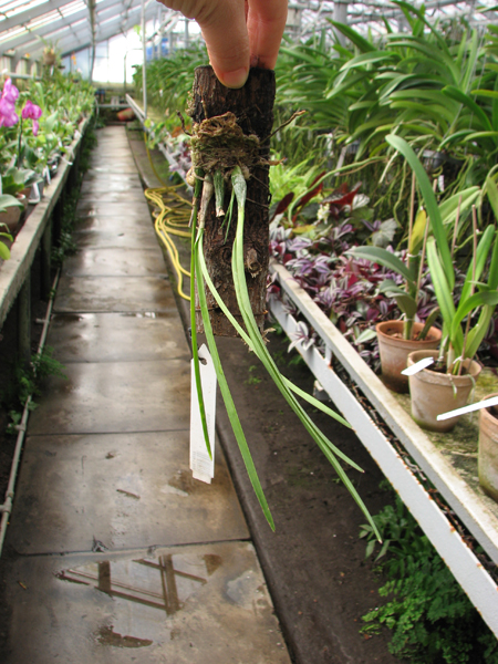 Encyclia bractescens.jpg