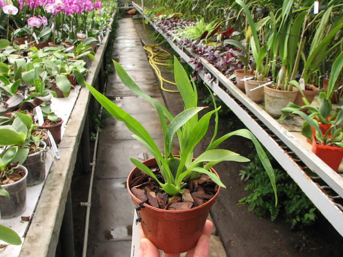 Oncidium Twinkle 'Fragrance Fantasy'.jpg