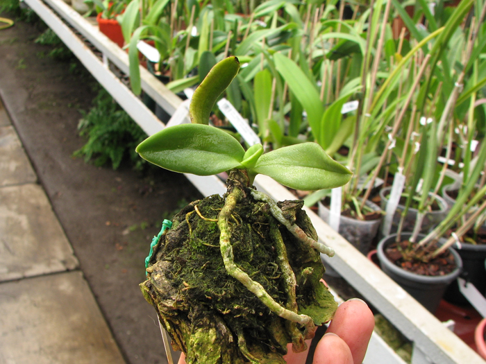Amesiella philippinensis.jpg