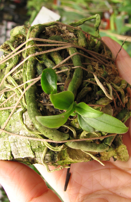 Aerangis mystacidii x decaryana.jpg
