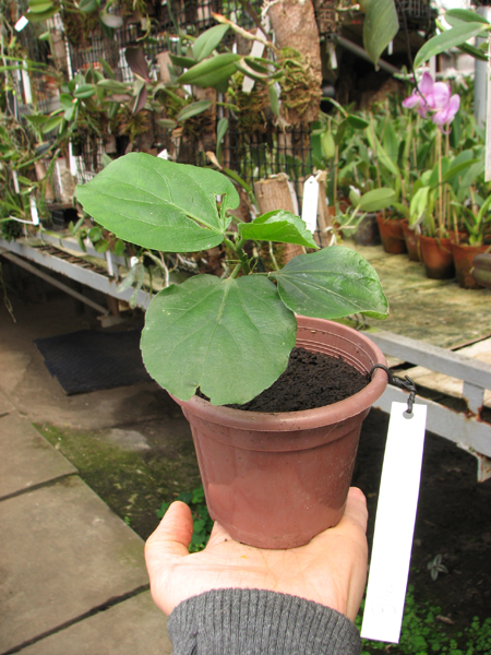 Hibiscus 'Blues in the Night'.jpg