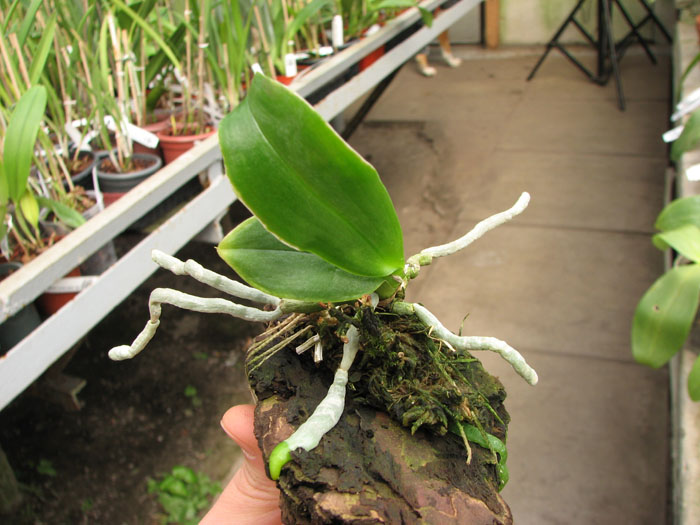 Phalaenopsis Mini Dog.jpg