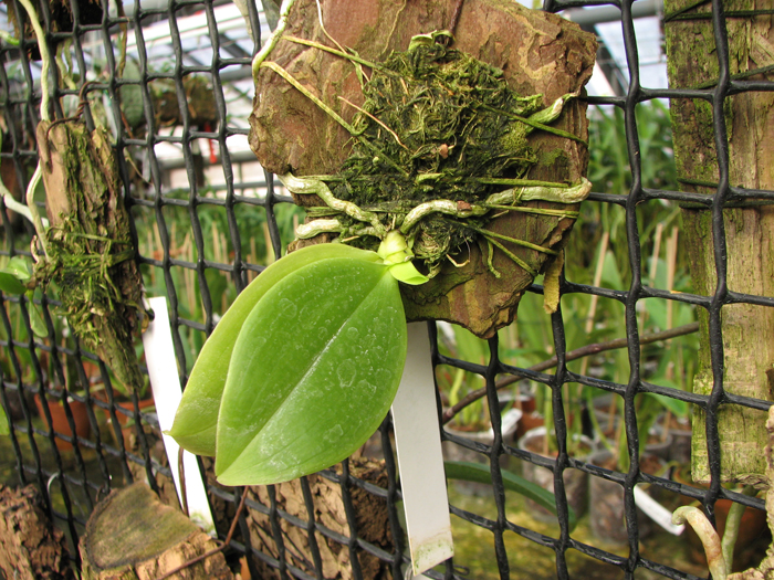 Phalaenopsis modesta.jpg